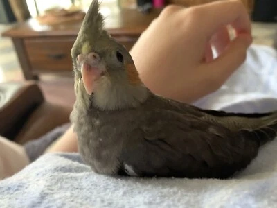 cockatiel pair for sale