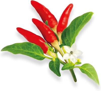 Taquito Pepper Seed Pods w Plant Food for Click and Grow & Outdoor Gardens