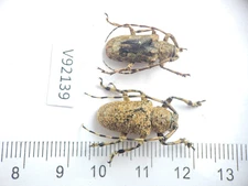 V92139. Insects, Beetles, Cerambycidae sp. North Vietnam, Lai Chau
