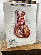 MEDICAL ADVERTISING Vintage HEART DRUG Norvasc Model Fold Display PFIZER 9x14