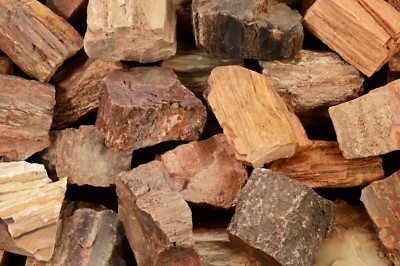 Petrified Wood 2 1/2'' 4-7  Oz Raw Healing Crystal Root Chakra Metaphysical Stone