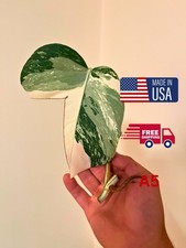 Monstera Albo Leaf Node Cutting