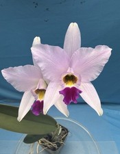 Laelia anceps Halo Pink Purple White Orchid Eros Species 4.5 Pot New Division