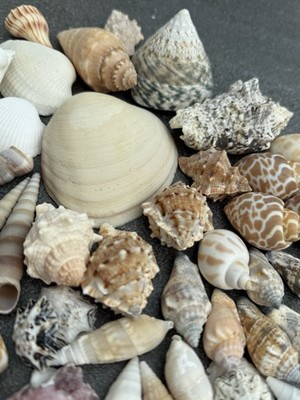 Florida Sea Shells   50 Muscheln für maritime Dekoration & kreative Bastelideen