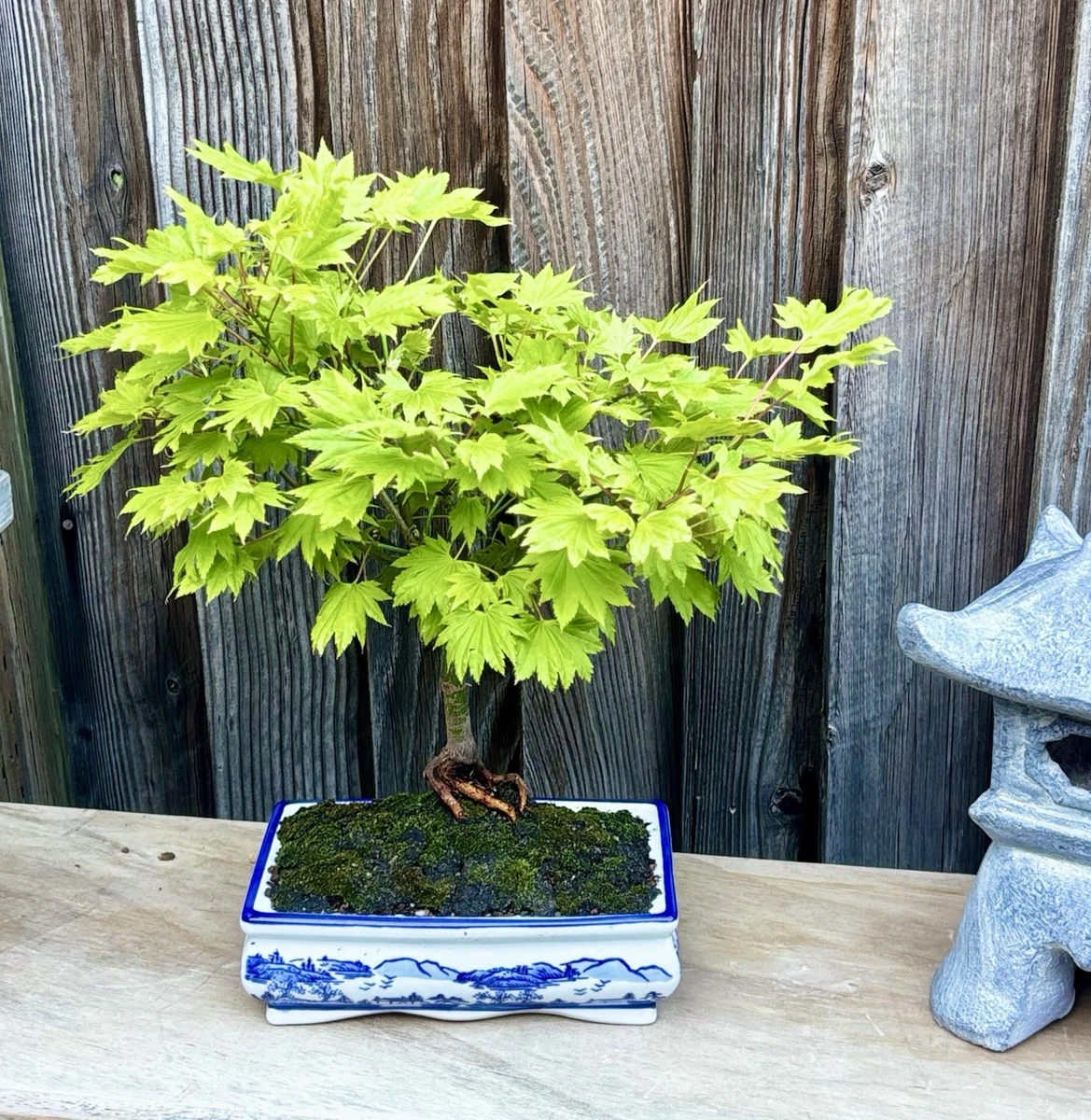 Finished Bonsai Bonsais for sale - eBay
