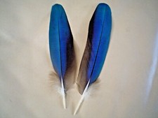 Pair of 8" Macaw parrot blue/gold feathers fly tying art craft 