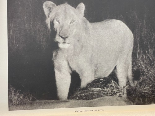 African Adventures von Frederick Patterson - 1928 Erstdruck - Bild 8 von 19