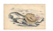 Matted - Antique Hand Colored Print (1840) – "Halgan's Spine-Tailed Ray" 