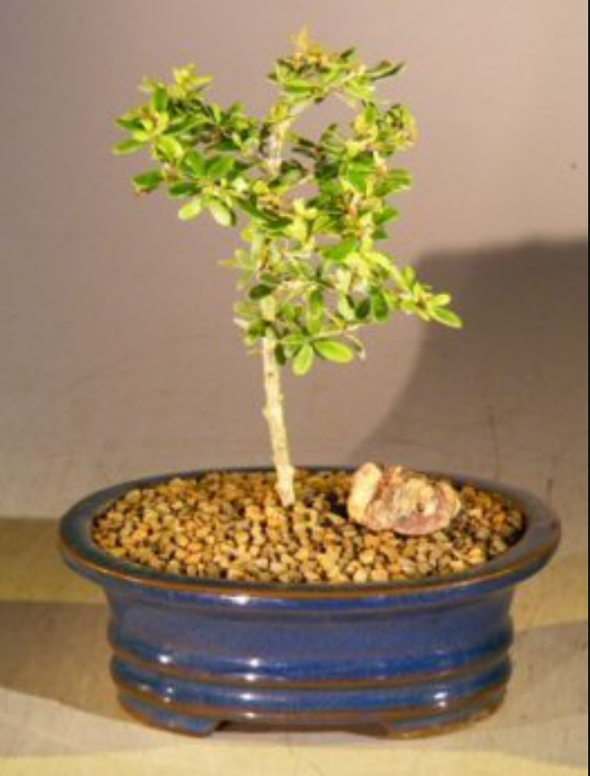 Bonsai Tree Boxwood Live Flowering Indoor Potted Plant 56"H Bears