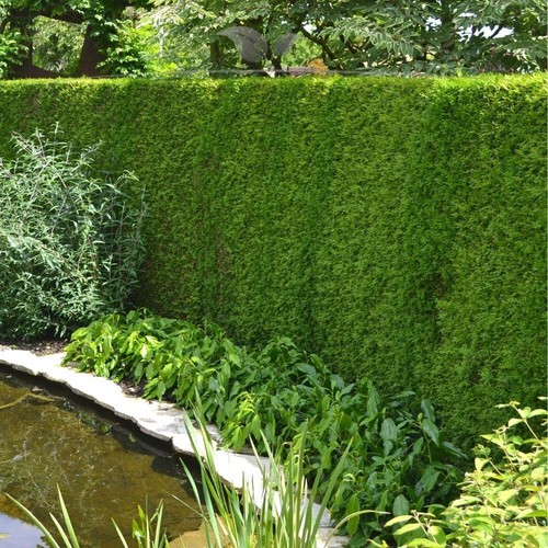 Thuja Dnger Lebensbaum Spezialdnger Smaragd Brabant Hecken NPK Magnesium  5kg | eBay.de