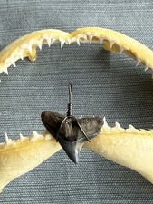 SHARK TOOTH PENDANT..fossilized 3/4 inch upper Bull from Venice Florida.