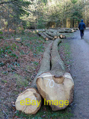 Photo 6x4 Felled timber Linton/SO6625 Evidence of recent felling by the  c2008
