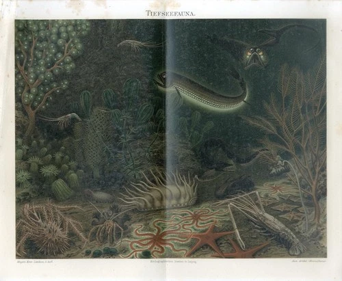 1895 DEEP SEA FAUNA SCALY DRAGONFISH LOBSTER STARFISH CORAL POLYP SHRIMP Print
