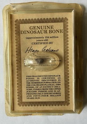 Vintage Genuine Dinosaur Bone Fossil Certified By Henry Galiano 1990 s Jurassic