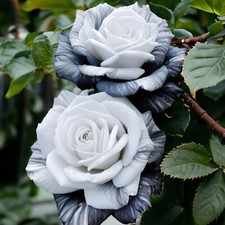 20pcs Rare Ink Rose Seeds - Non-GMO Heirloom Variety for Your Garden