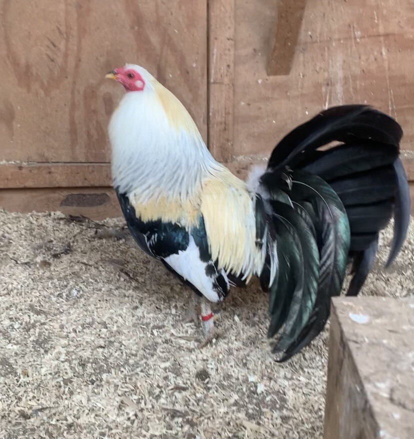 6 Bates Grey Poultry Chicken Hatching Eggs eBay