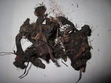 Jatamansi roots original Balchad Jatamasi Indian Spikenard Nardostachys Jatama