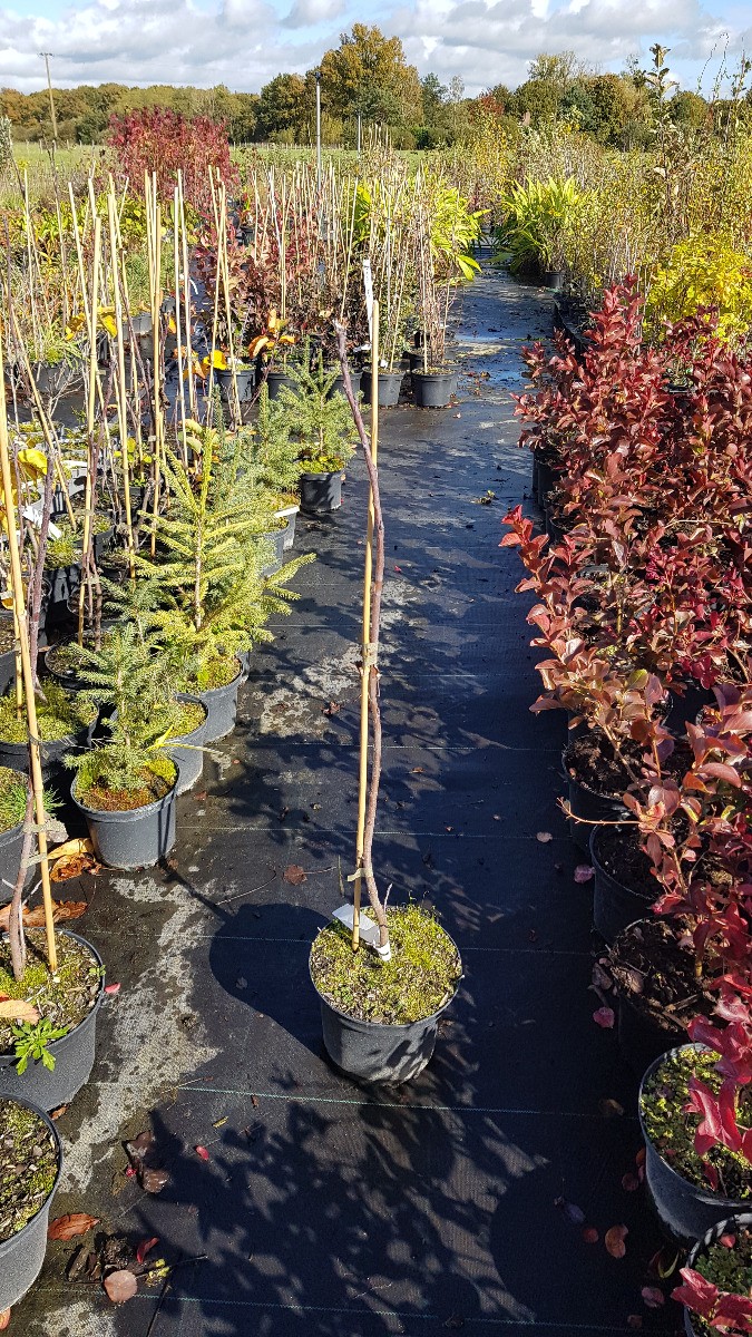 Amélanchier nain pour créer une haie gourmande sur votre terrasse