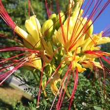 Caesalpinia gilliesii Bird of Paradise Shrub 10 seeds