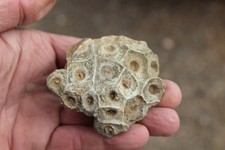Fossil Beautiful HEXAGONAL CORAL From Africa  Devonian Period ~ 400 Million #4
