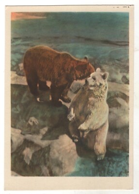 1959 Polar & Brown Bear bathe At the zoo Wild animals ART Soviet POSTCARD Old