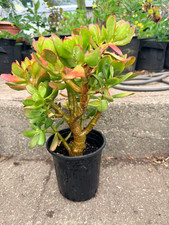 LARGE Rooted Crassula Ovata Jade / Money Plant Live