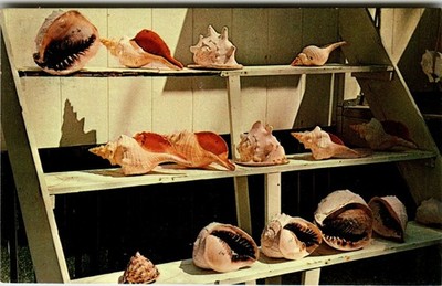 Sanibel Island Florida Jim's Shell Shop Seashells Postcard