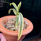 Neofinetia falcata Setsumon  / Seolmoon  설문/雪紋 — photo 2