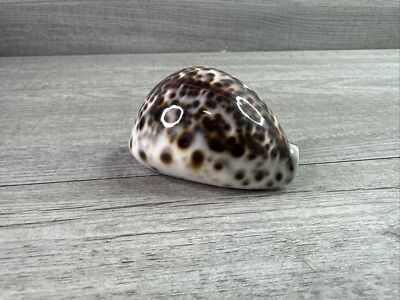 Cypraea Tigris Schilderiana Shell Appx. 3 
