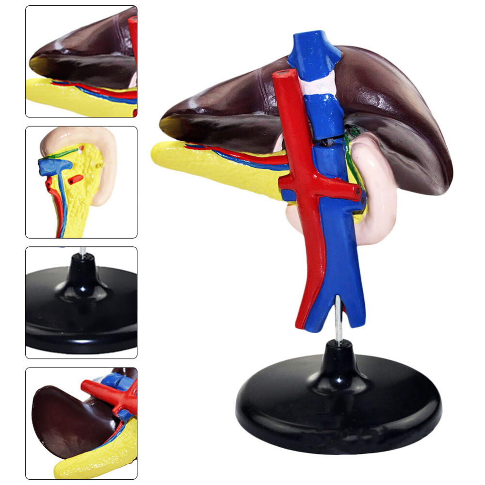Skeletthand Biologisches Modell Plastikmodell Pankreasmodell