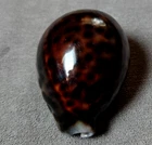 Cypraea tigris 66.5mm GEM  melanistic NIGER  color pattern WOW!!!