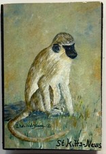 St Kitts Nevis Vervet Monkey Art Refrigerator Magnet Caribbean Souvenir