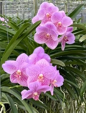 Vanda Renu gold x Bitz heartthrob, Big Blooming Size Pink Large Flowers