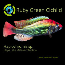 GREAT RUBY GREEN HAP AFRICAN CICHLID UNSEXED 2.5 to 3"INCH Haplochromis, sp 