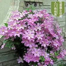 20 SEEDS for Light Violet CLEMATIS rare flower exotic vine bush plant USA Seller