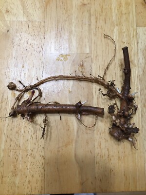 Start This Year's Crop Today. Ideal Gift.  26 Organic Zeus Hop Rhizomes, $110.