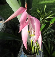 BUY 4 SAVE 20% BROMELIAD Billbergia ZEBRINA Offset - Impressive Huge Specie