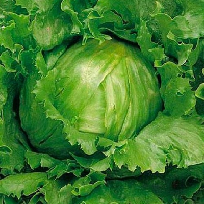 #ad Crisphead Great Lakes Lettuce Seeds NON GMO Lettuce Seeds Heirloom Seeds $10.00