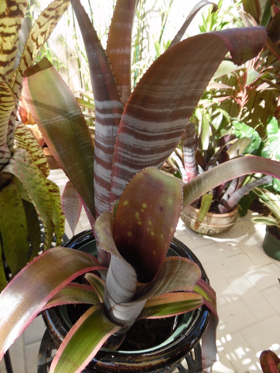 ブロメリア・エアープランツ Billbergia Vittata Ralph Graham French billbergia-vittata-ralph-