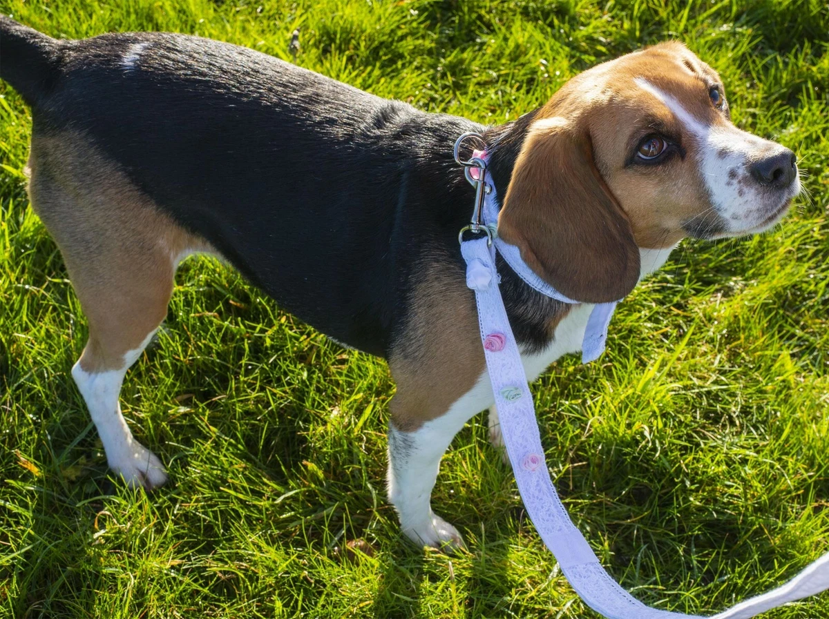 Girl top dog leads