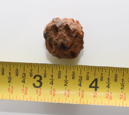 Nice Meta Sequoia Pine Cone - Dinosaur Age - Hell Creek Formation QUALITY FOSSIL - Picture 9 of 10