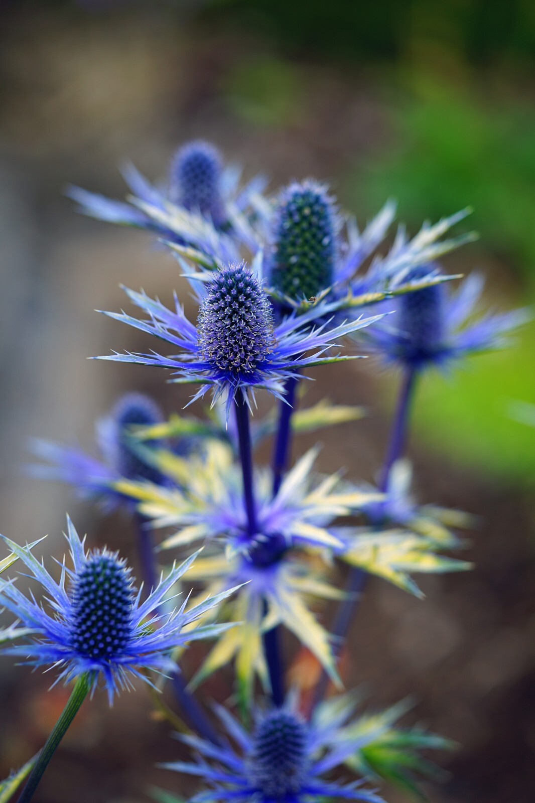 SEA HOLLY 100 SEEDS, ERYNGIUM, METALIC BLUE FLOWERS, mariesgreengarden