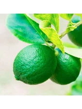 Florida only!! Persian (Tahiti) Lime Tree, Grafted plant, 18-30 inches tall