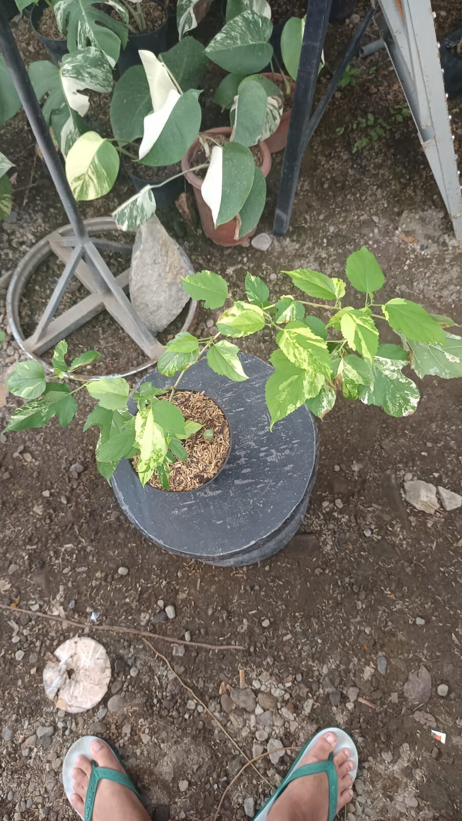 Picture 2 of 8