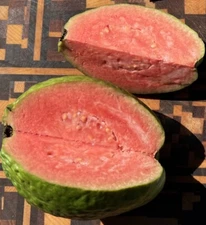 “Grafted” Ruby Supreme Guava Tree 🪴 Best Selected Ruby Supreme Available