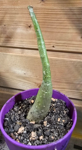 Wüstenrose - adenium obesum - Pflanze - 6 Jahre (Bild 3) - Bild 3 von 3