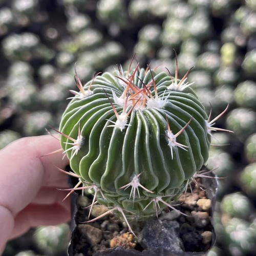 3-7CM Succulent Cactus Plant Stenocactus Multicostatus Cactaceae Beautiful Plant - Picture 20 of 36