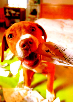 AVANTI MY DOG ATE MY HOMEWORK BIRTHDAY GREETING CARD w/ Envelope CF7