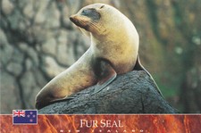 Ansichtskarte: Pelz - Robbe, Neuseeland - Fur Seal - New Zealand