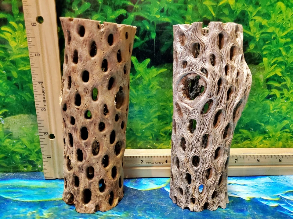 2 pcs of 6" inch TEDDY BEAR CHOLLA Wood Cactus | Aquarium, Terrarium Cave Tunnel - Image 4 of 4